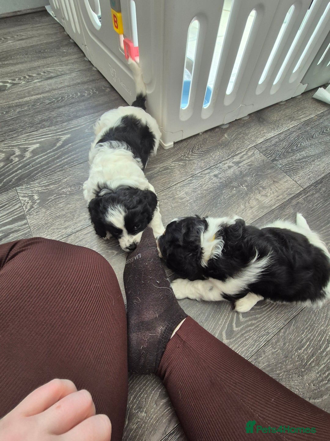 Cockalier dogs for sale: Cavalier king Charles spaniel x cocker spaniel  - Image 19