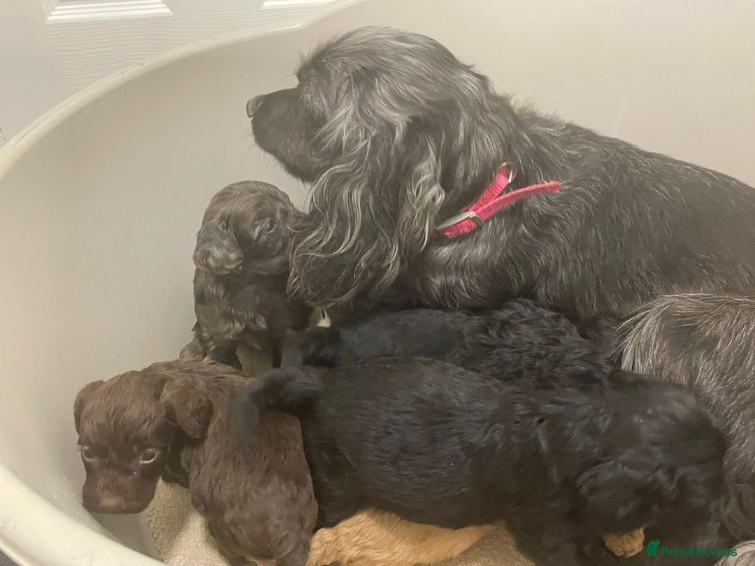 Cockapoo dogs for sale: F1 cockapoo p,a,r tested clear - Advert 25