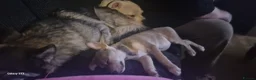Mixed Breed dogs for sale: Puppies ready for a new adventure - Advert 10
