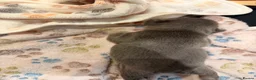French Bulldog dogs for sale: Frenchie Pups for sale  - Advert 18