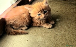 Persian cats for sale: Persian X Beautiful friendly ginger kittens  - Image 23