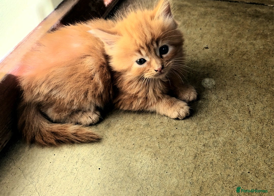 Persian cats for sale: Persian X Beautiful friendly ginger kittens  - Image 23