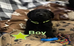 Labrador Retriever dogs for sale: 1 male Labrador puppy - Image 1
