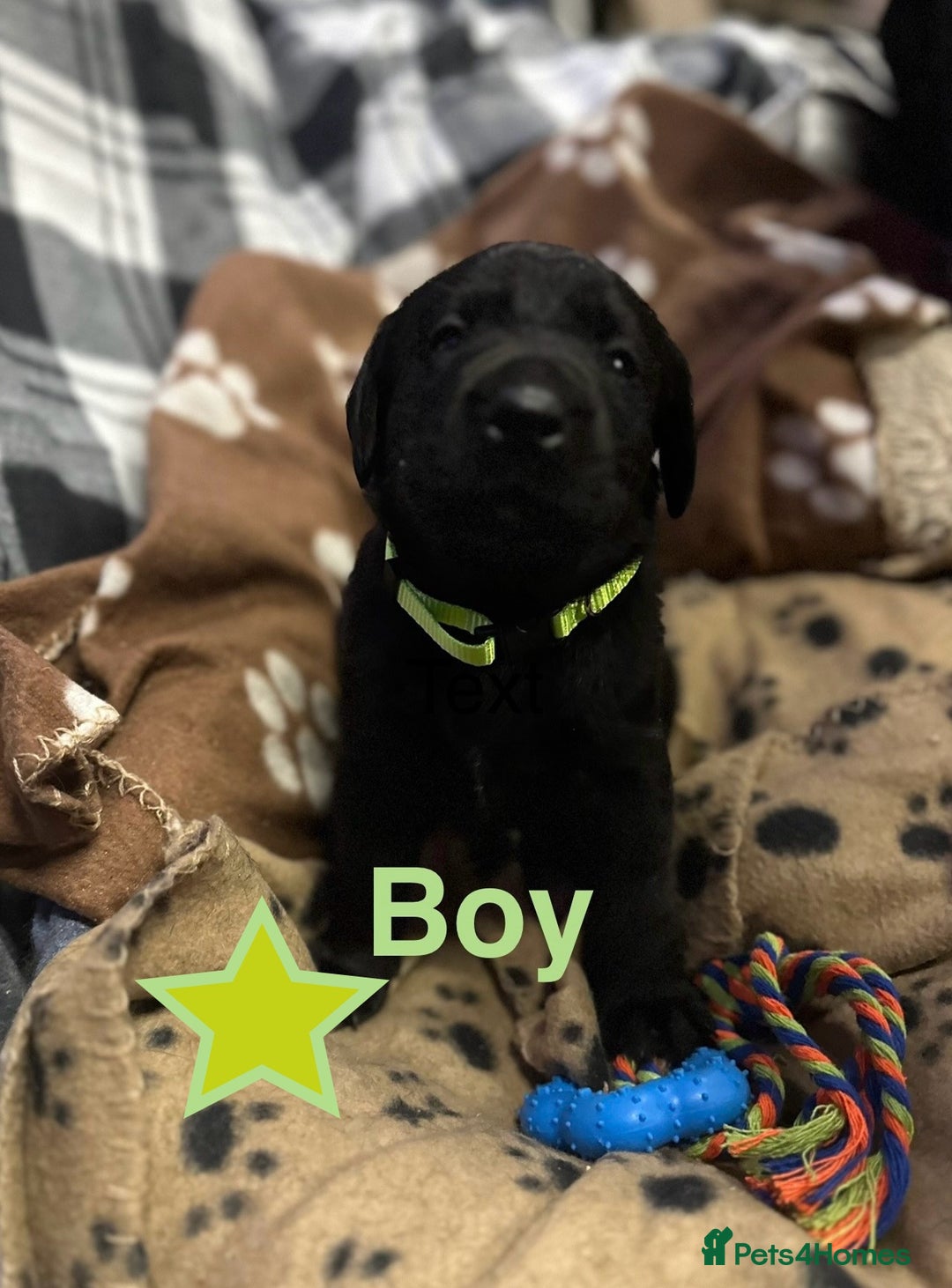 Labrador Retriever dogs for sale: 1 male Labrador puppy - Image 1