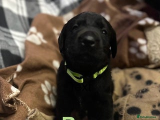 Labrador Retriever dogs - Advert 3