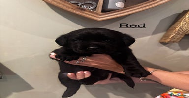 Labrador Retriever dogs - Advert 2