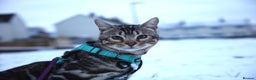 Bengal cats for stud: BLUE + SNOW CARRIER Silver Korea Import Clouded in Gateshead - Advert 10