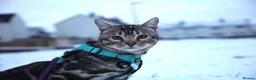 Bengal cats for stud: BLUE + SNOW CARRIER Silver Korea Import Clouded in Gateshead - Advert 9