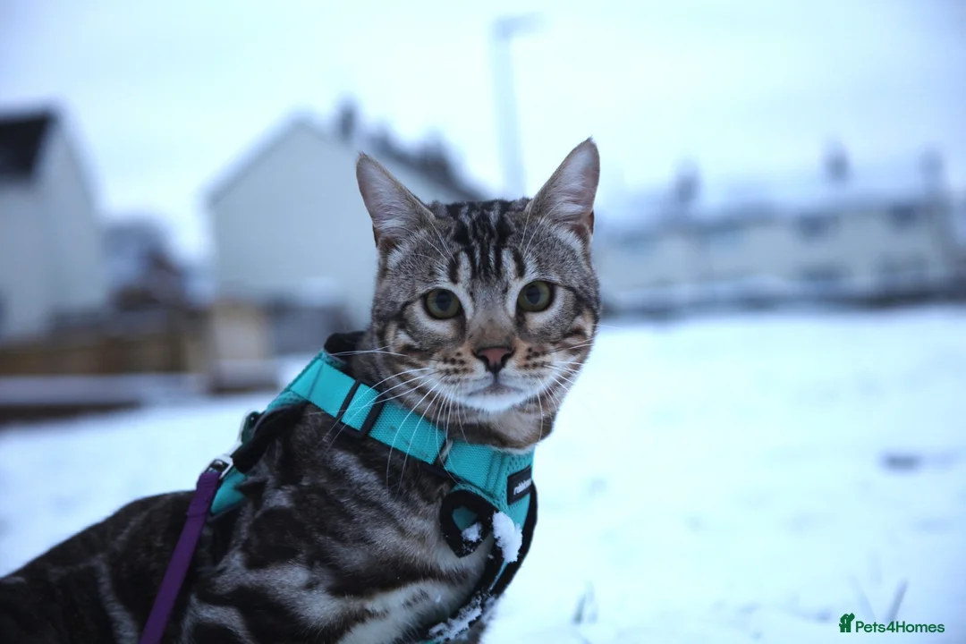 Bengal cats for stud: BLUE + SNOW CARRIER Silver Korea Import Clouded in Gateshead - Advert 9