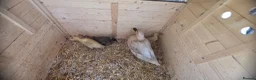 Ducks poultry for sale: Family for sale  - Advert 2
