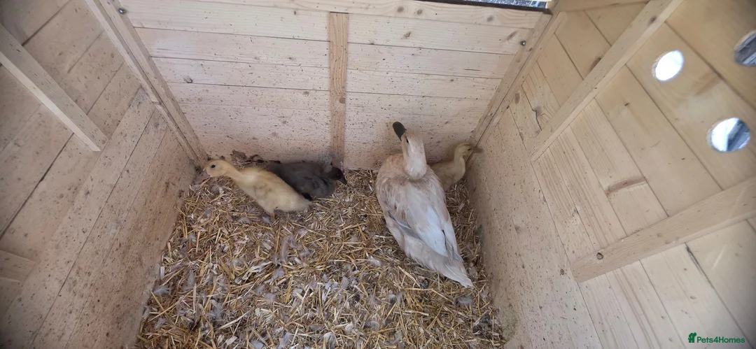 Ducks poultry for sale: Family for sale  - Advert 2