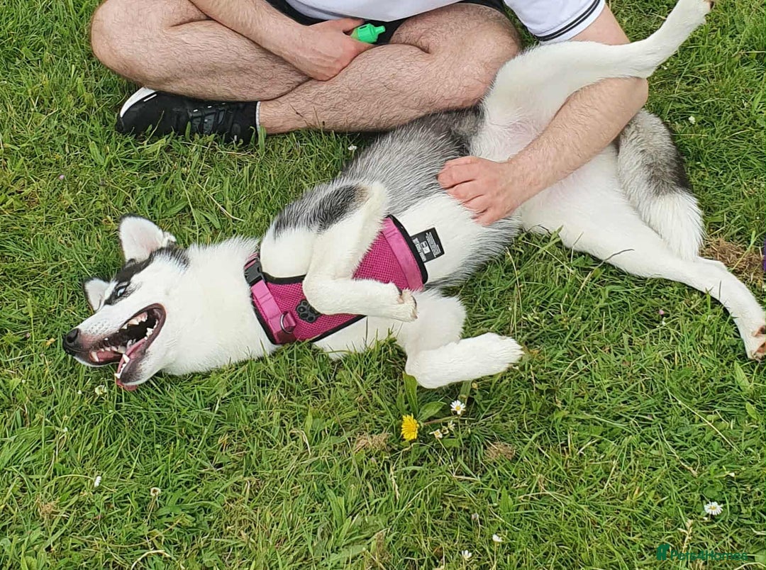Siberian Husky dogs for sale: Beautiful Siberian Husky Female  - Image 2