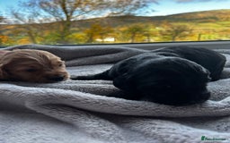 Cocker Spaniel dogs for sale: ✨ Cuddles Await from our Cocker Spaniel Pups  - Image 6