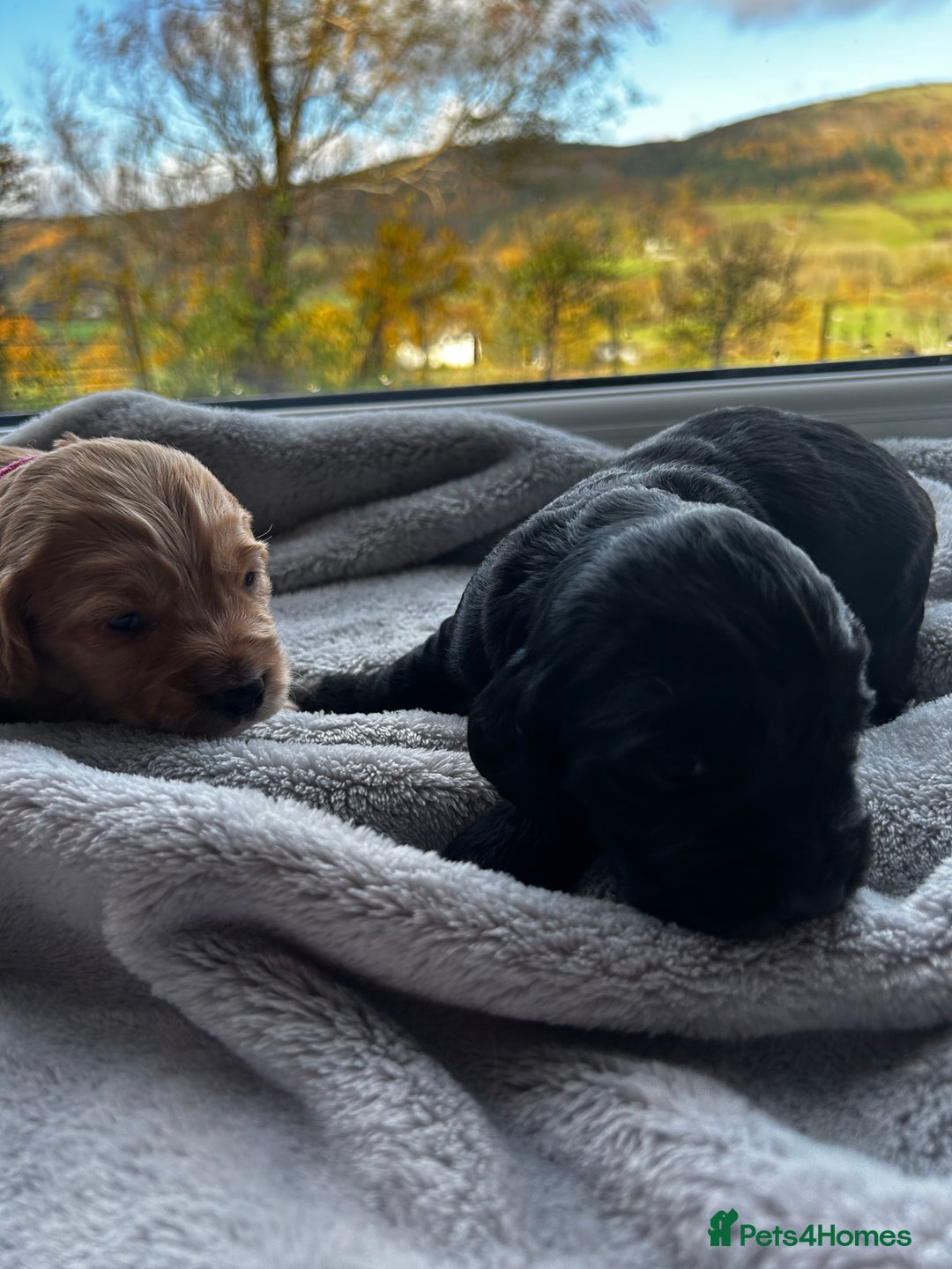Cocker Spaniel dogs for sale: ✨ Cuddles Await from our Cocker Spaniel Pups  - Image 6