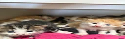 Mixed Breed cats for sale: Beautiful kittens - Advert 2