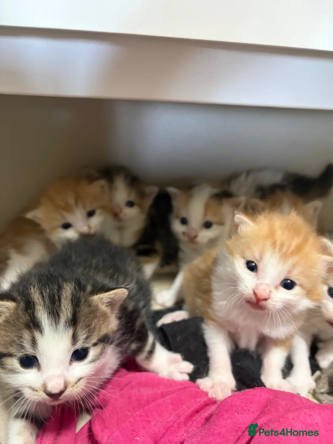 Mixed Breed cats for sale: Beautiful kittens - Advert 2