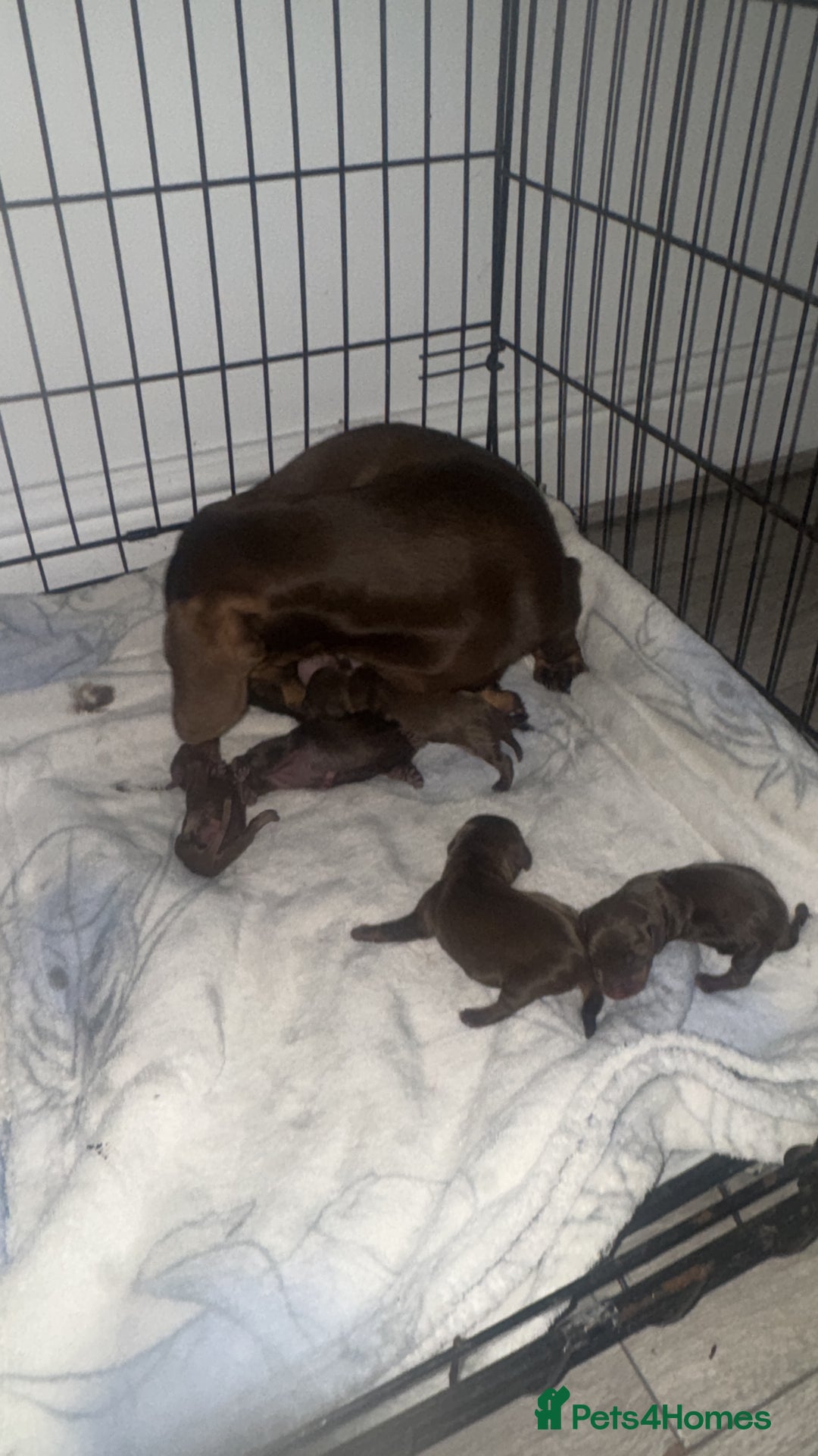 Miniature Dachshund dogs for sale: Miniature dachshund  - Advert 16