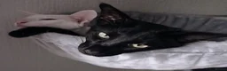 Oriental cats for sale: BEAUTIFUL PANTHER BLACK ORIENTAL PEDIGREE CAT - Advert 4