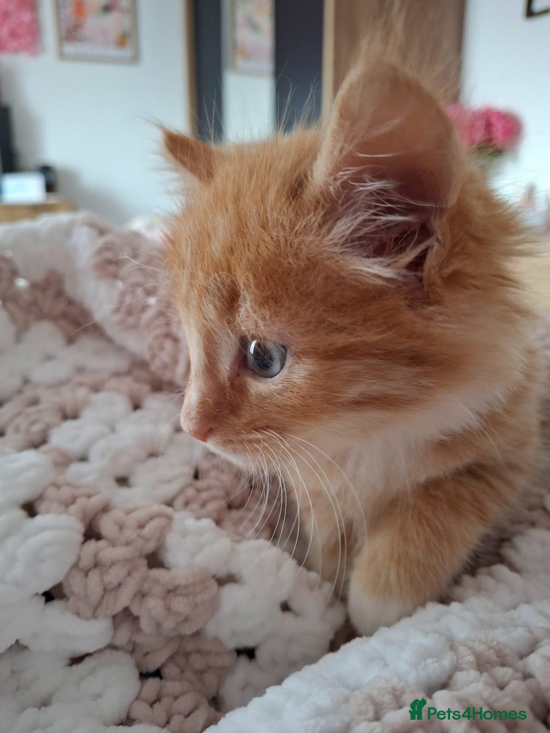 Maine Coon cats for sale: Absolutely Beautiful Half Maine Coon Male Kitten - Image 2