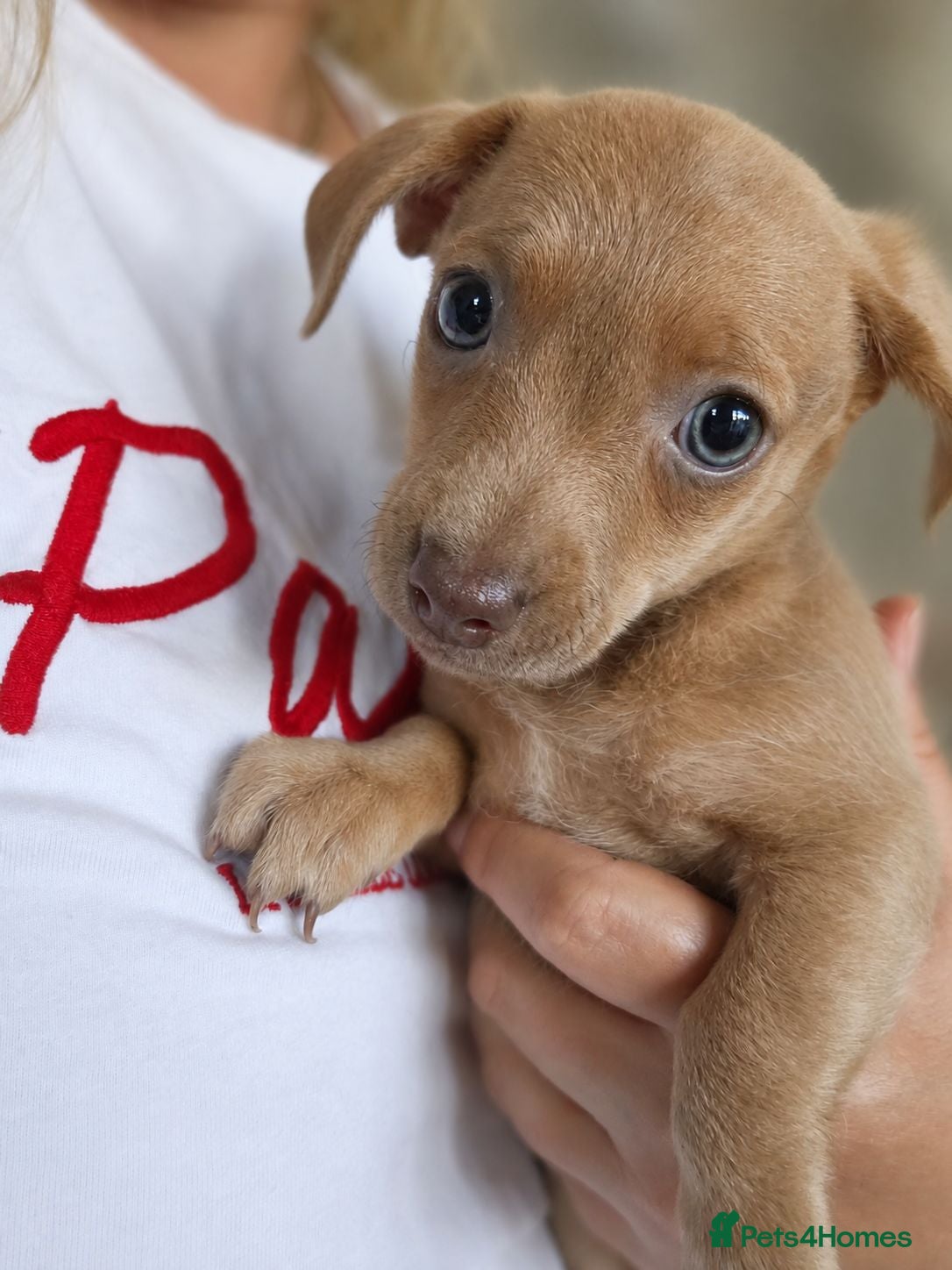 Chiweenie dogs Jessie blue eyed girl  - Advert 4