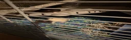 Rat rodents for sale: 4 male rats for adoption.(Cage included plus more) - Advert 17