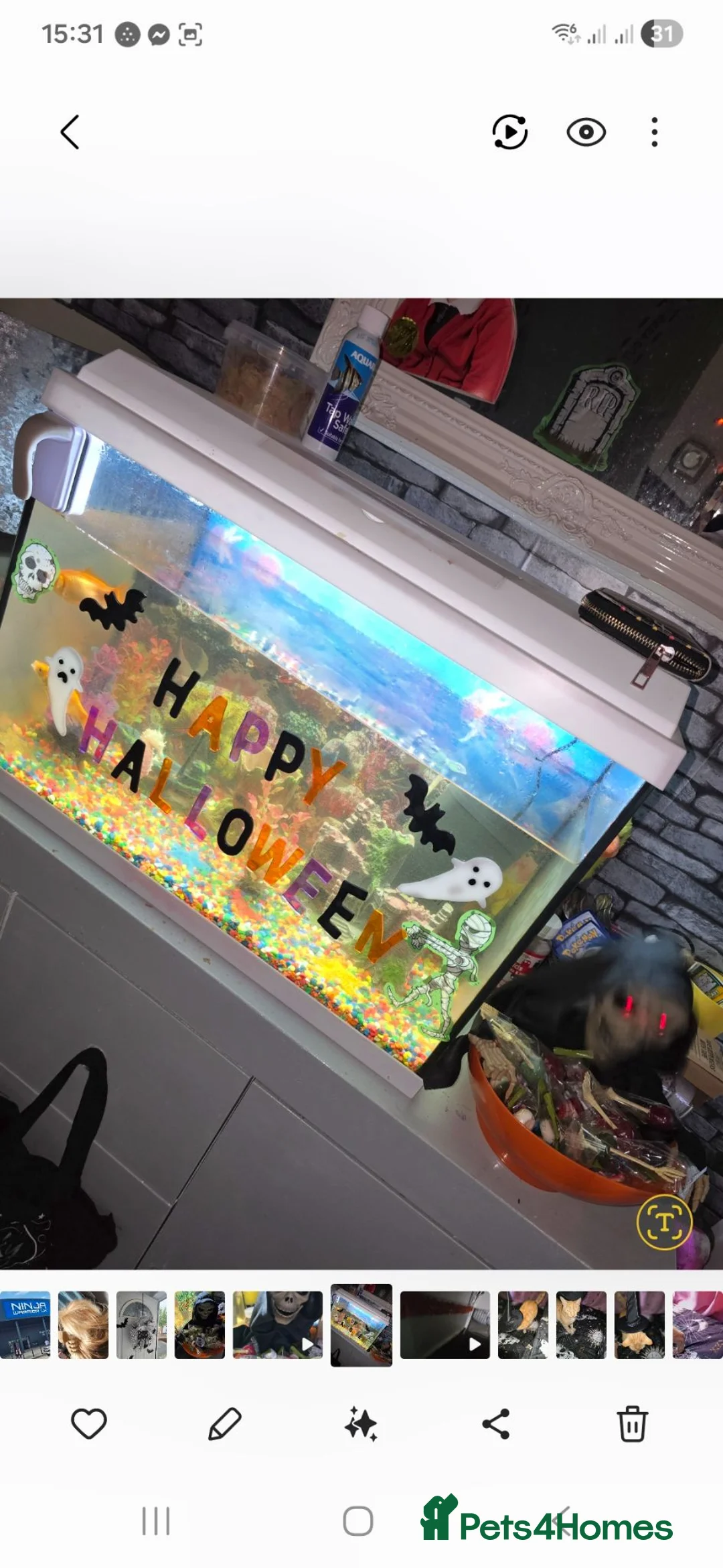 Goldfish fish for sale: Fish with tank in Saltburn-by-the-Sea - Advert 2