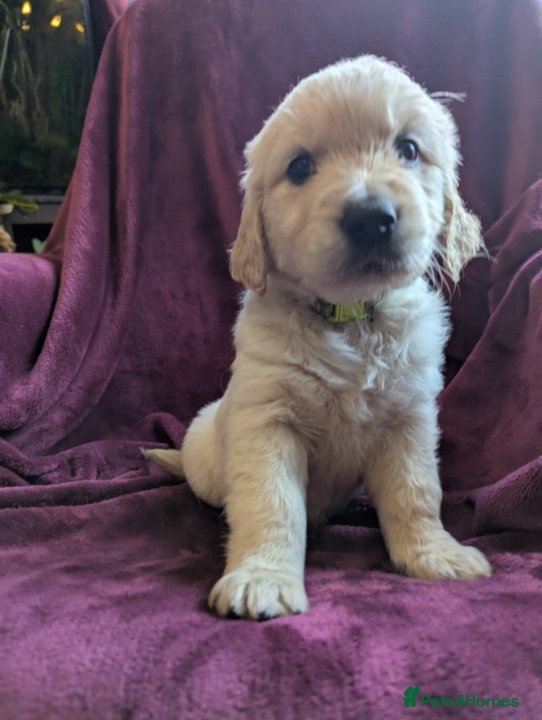 Golden Retriever dogs for sale: Stunning pure-breed Golden Retriever puppies - Image 7