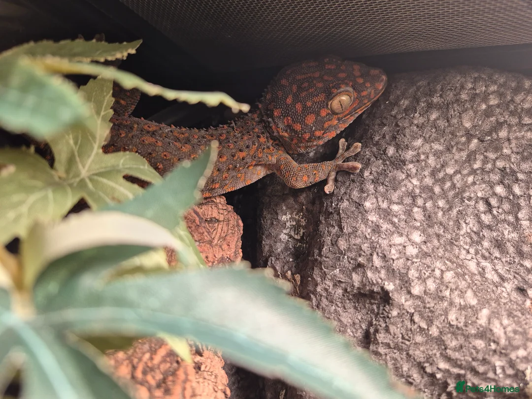 Gecko reptiles for sale: Tokay gecko for sale  - Advert 2