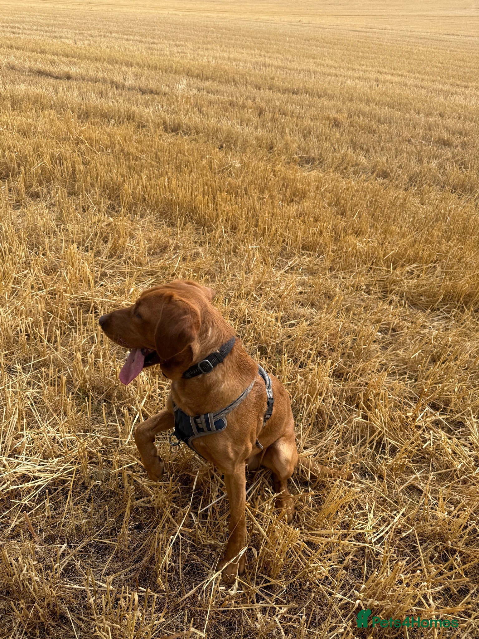 Labrador Retriever dogs 1 year old fox red Labrador Retriever  - Advert 1