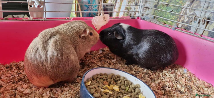 Guinea Pig rodents - Advert 18