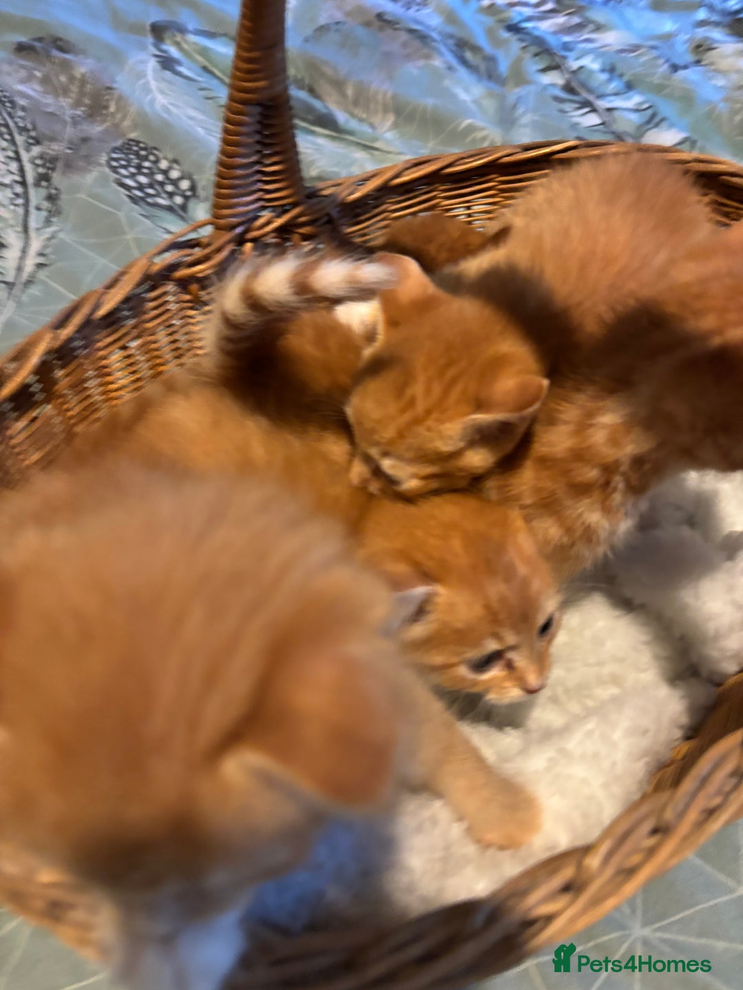Siberian cats for sale: Ginger Siberian cross  - Image 9