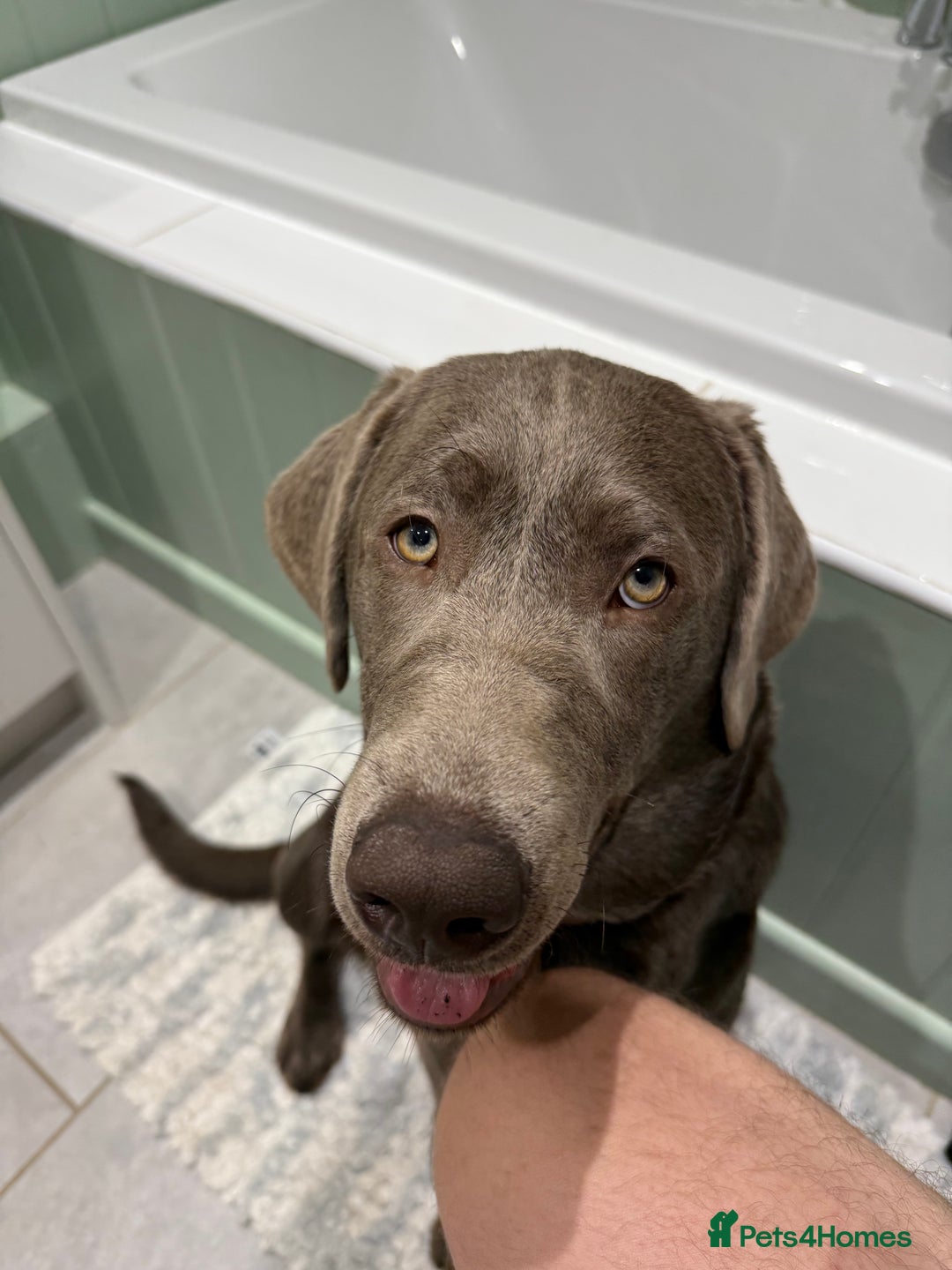 Labrador Retriever dogs for sale: Willow  - Advert 2