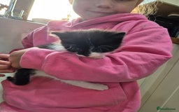 Mixed Breed cats for sale: Beautiful Kittens - Ready to leave - Image 2