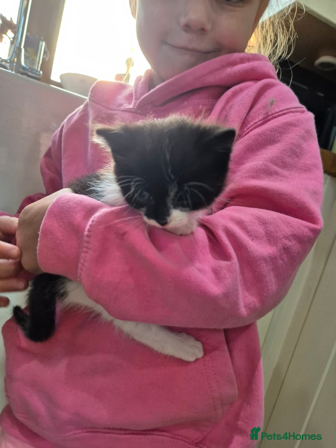 Mixed Breed cats for sale: Beautiful Kittens - Ready to leave - Image 2