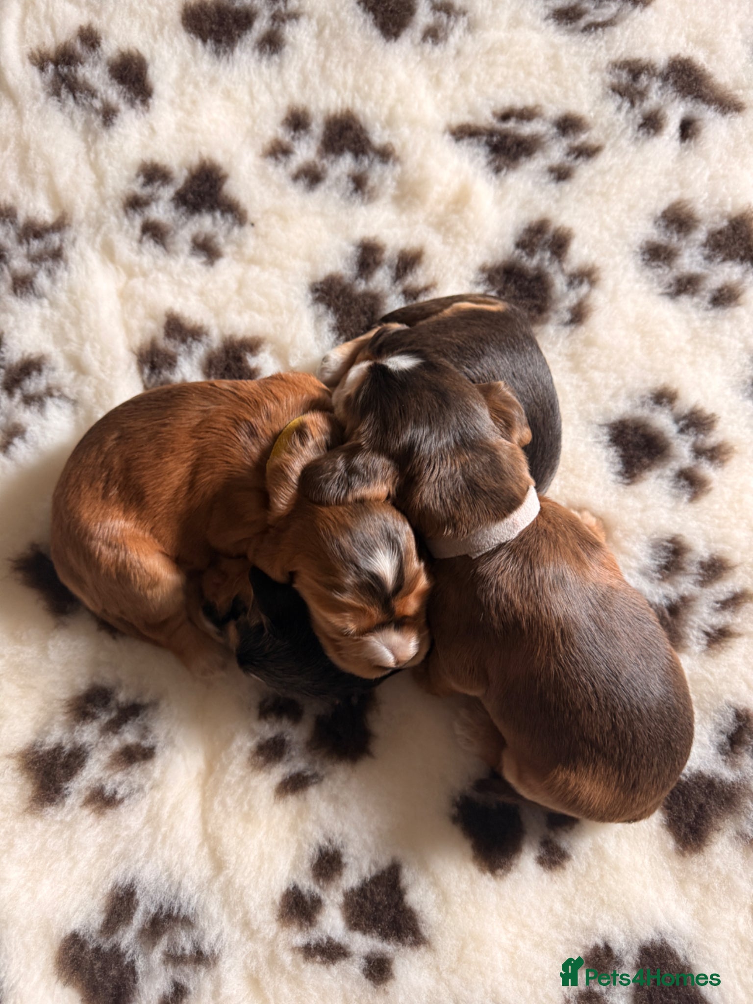 Cocker Spaniel dogs Stunning KC registered cocker spaniel puppies - Advert 2
