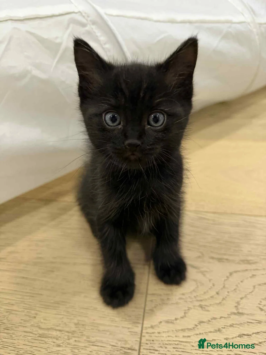 Ragdoll cats for sale: Ragdoll mix  - Advert 12