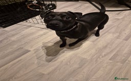 Patterdale Terrier dogs for sale: Patterdale terrier  - Advert 3