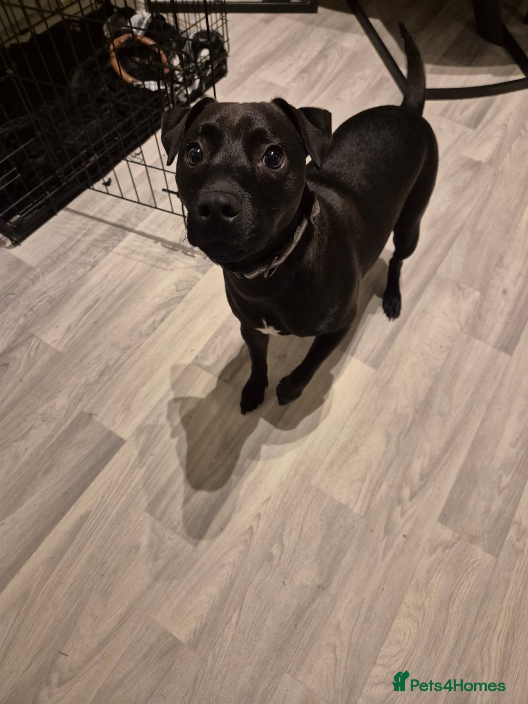 Patterdale Terrier dogs for sale: Patterdale terrier  - Advert 3