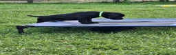 Labrador Retriever dogs for sale: Ready this Sunday 30/8- last black boy - Advert 8