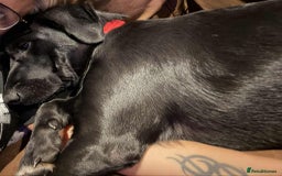 Labrador Retriever dogs for adoption: Pixie - Badersfield Norfolk  - Image 27