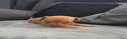 Chiweenie dogs for sale: Dachshund  - Advert 3