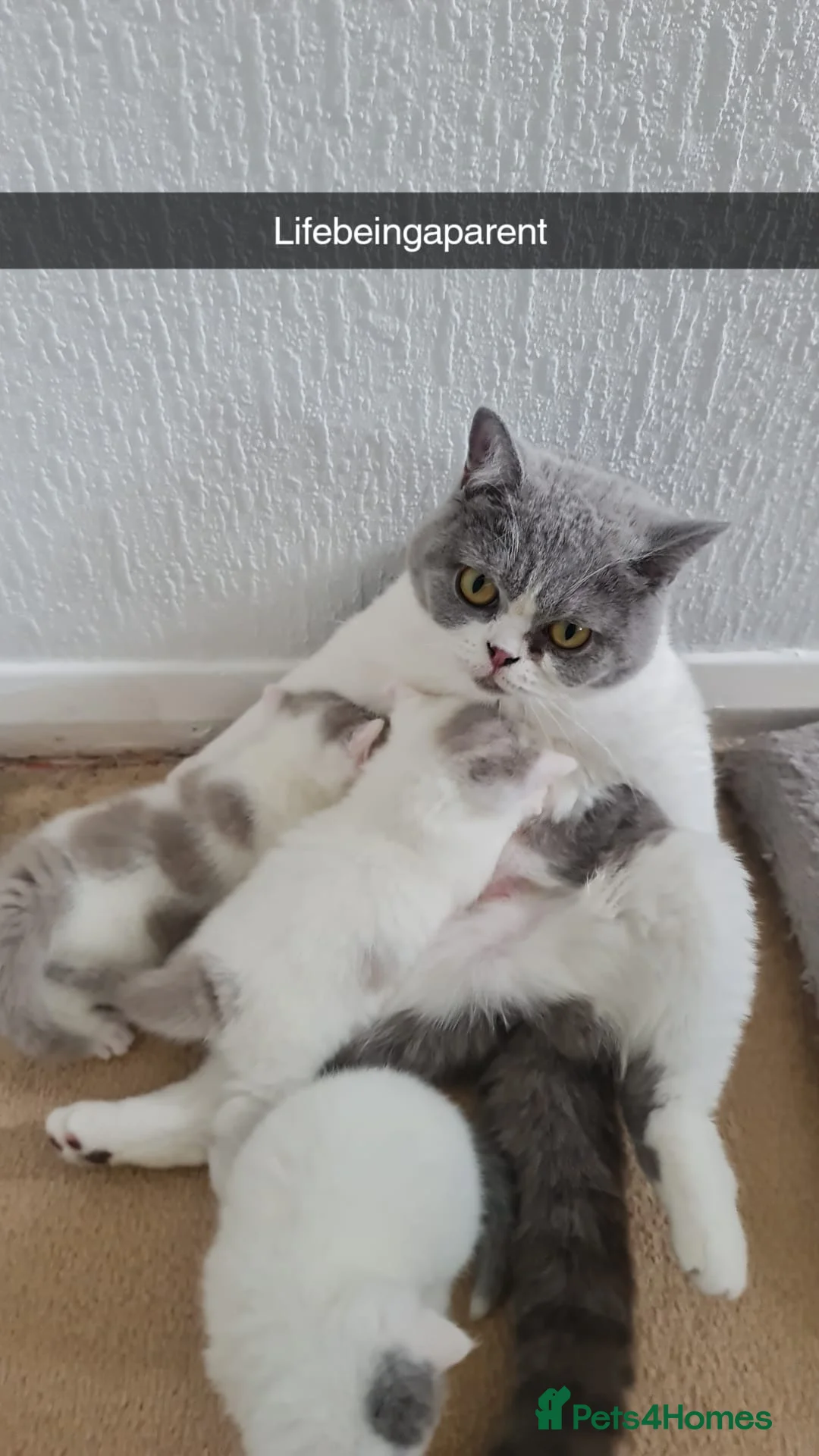 British Shorthair cats for sale: British Short Hair Kittens - Advert 2