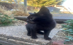 Mixed Breed cats for sale: 3 mixed breed kittens - Image 3