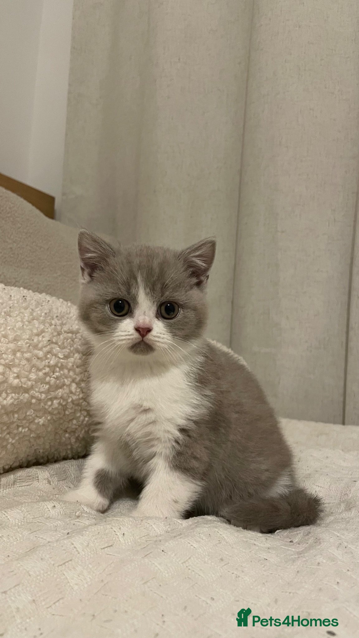 British Shorthair cats Chunky British Shorthair kittens GCCF registered  - Advert 4