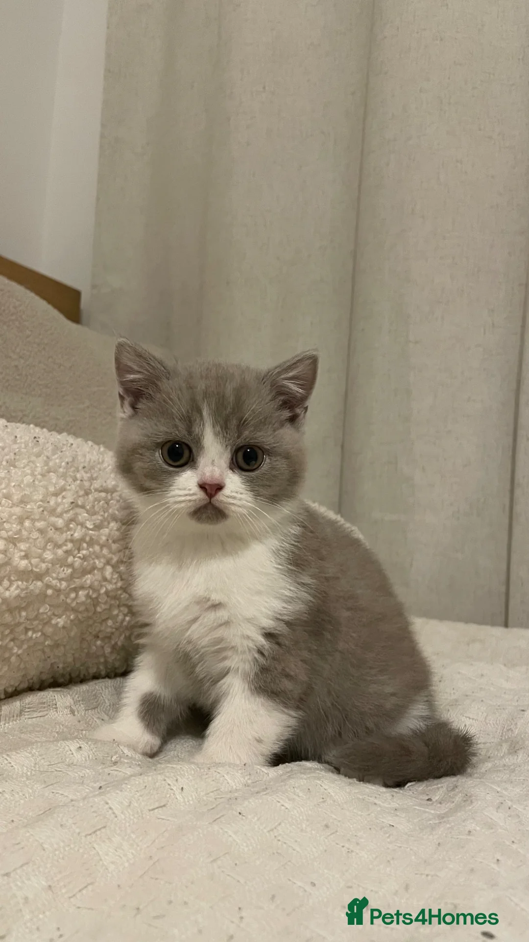 British Shorthair cats for sale: Chunky British Shorthair kittens GCCF registered  - Advert 1