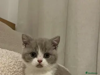 British Shorthair cats Chunky British Shorthair kittens GCCF registered - Advert 4