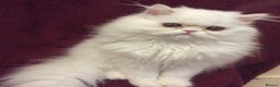 Persian cats for sale: White Persian Male Kitten - Advert 2