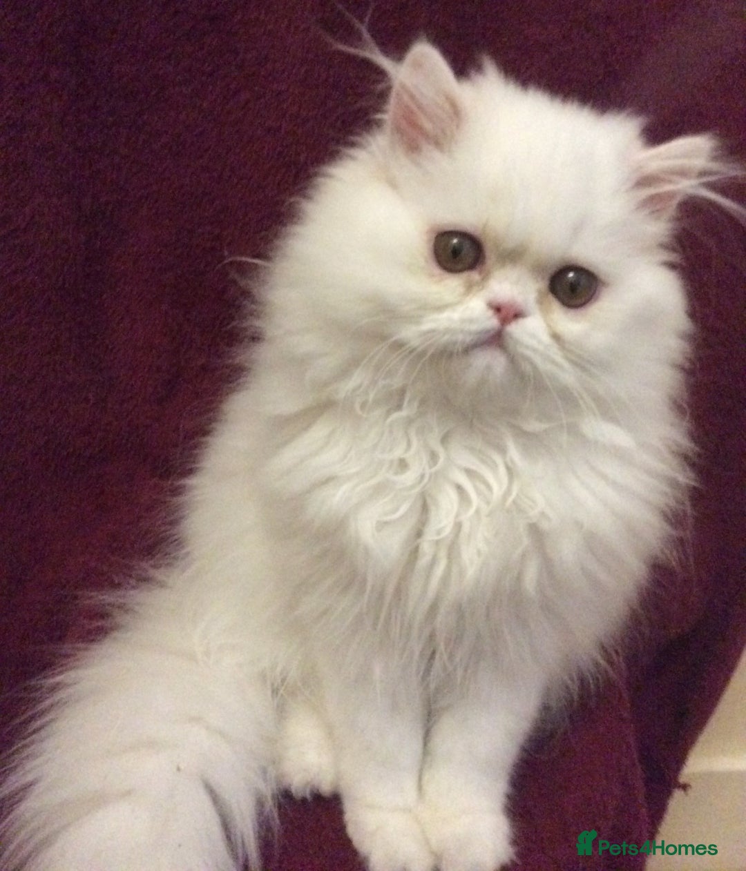 Persian cats for sale: White Persian Male Kitten - Advert 2