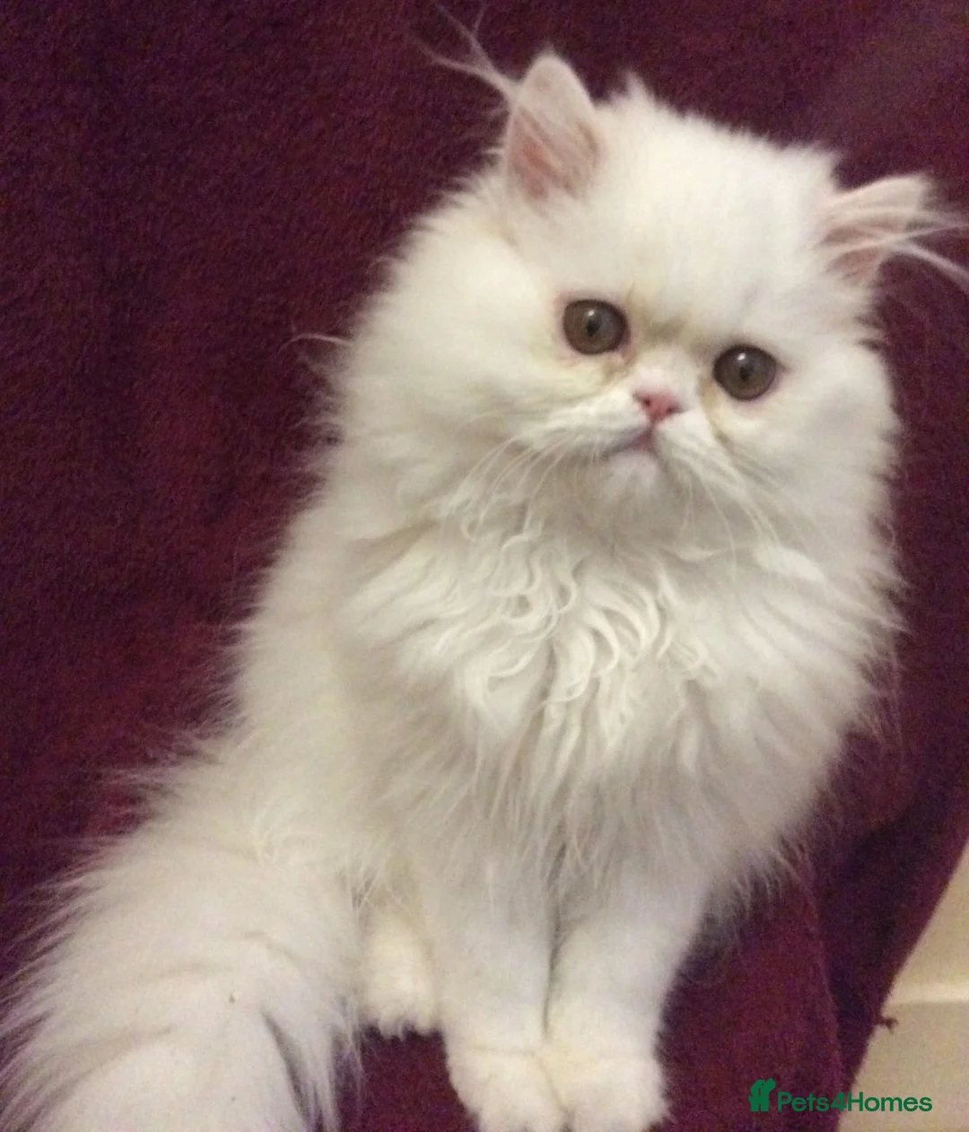 Persian cats for sale: White Persian Male Kitten - Advert 2