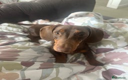 Miniature Dachshund dogs for sale: Miniature dachshund  - Image 3